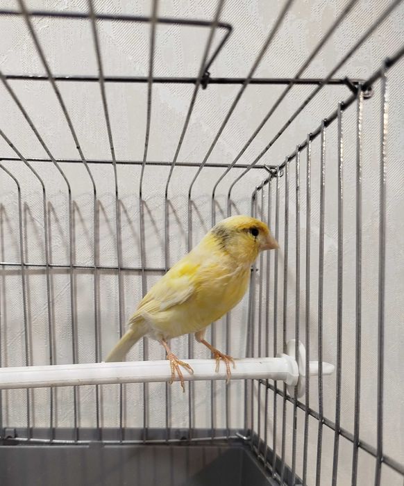 Moda kanarekala sotiladi