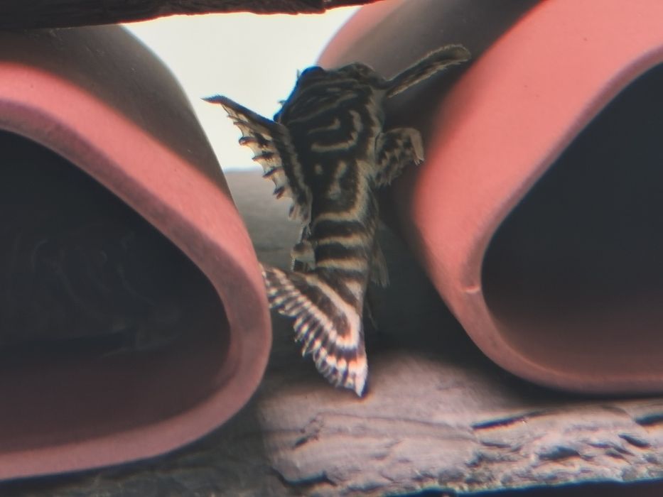 Налични полово зрели риби