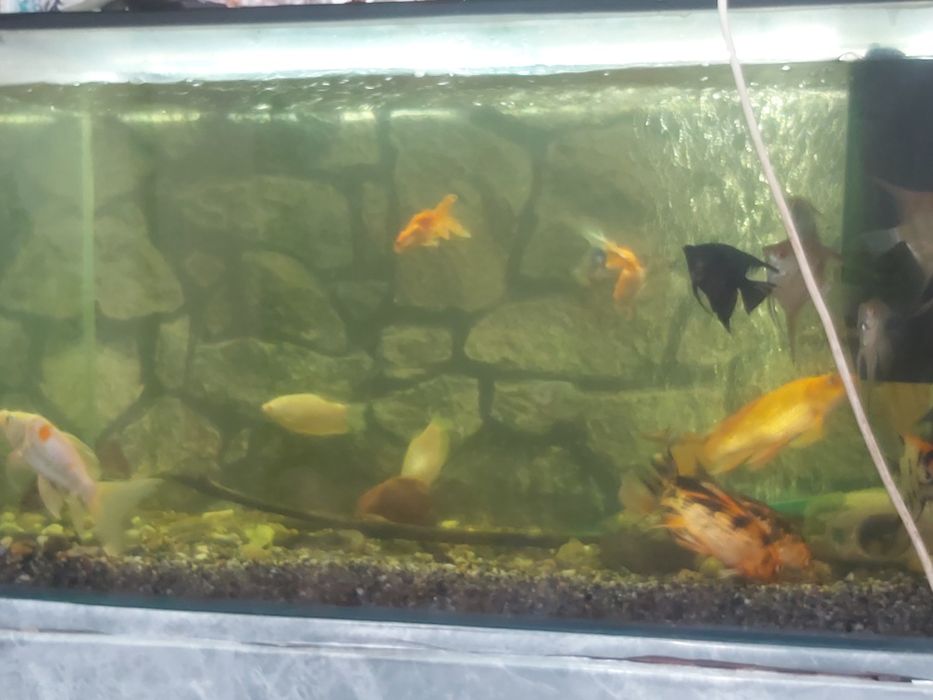 Продам Аквариум с рыбами