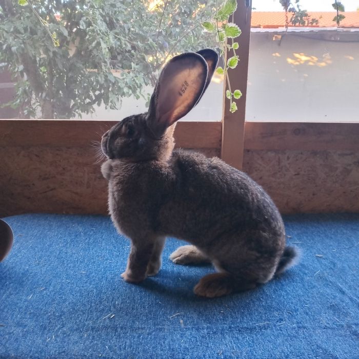 Uriasi german de vanzare masculi ,femele tineret si adulti. 0757624049.