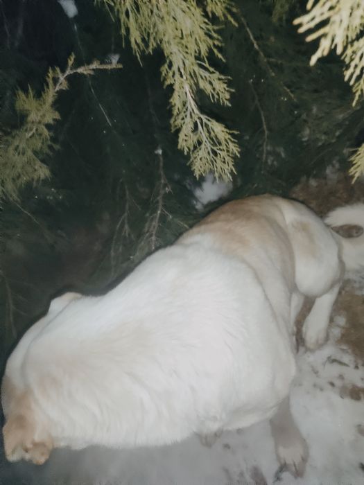 Срочно сатылады келісім бар