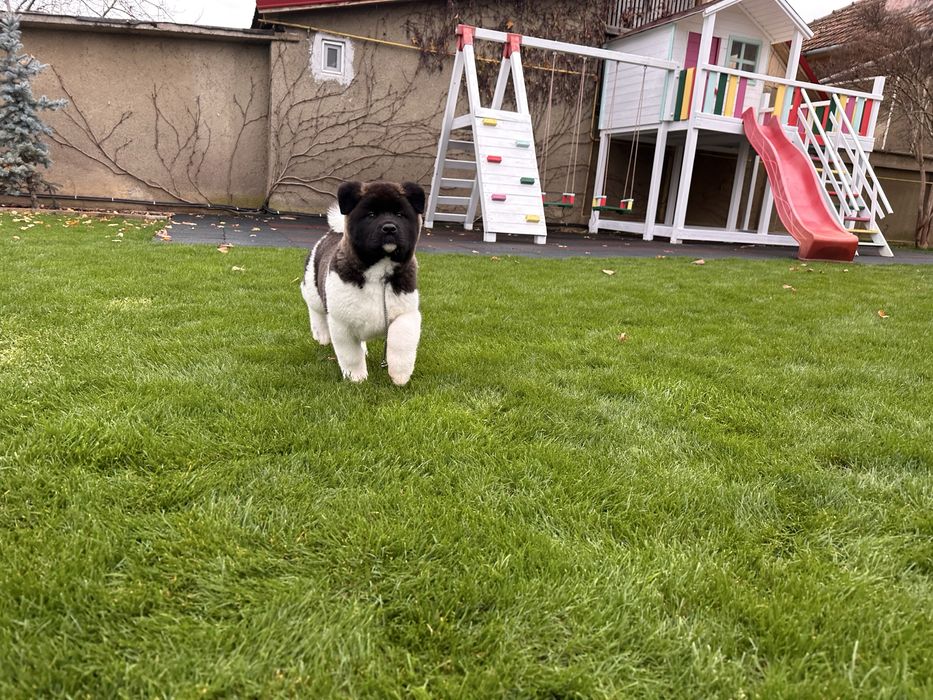 Catel Akita American cu pedigree de tip A