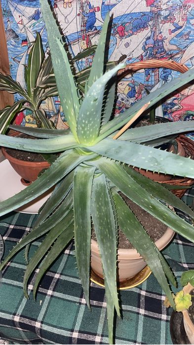 Алоэ вера лечебный.