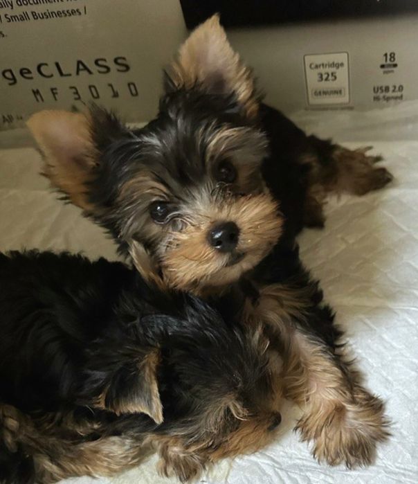 Чудесная девочка- йоркширский терьер!
