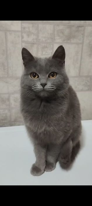 Отдам кошечка бесплатно