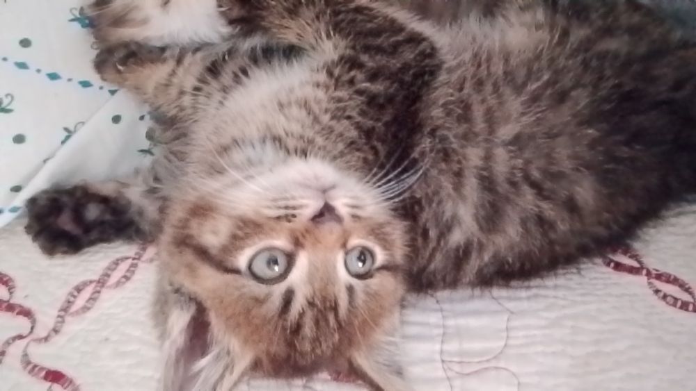 Котенок в хорошии руки
