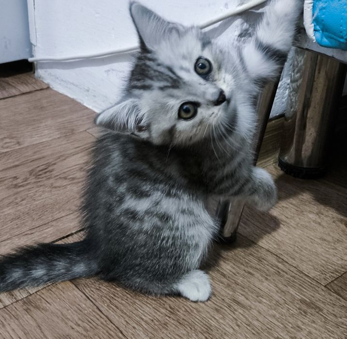 Продам котят.   .