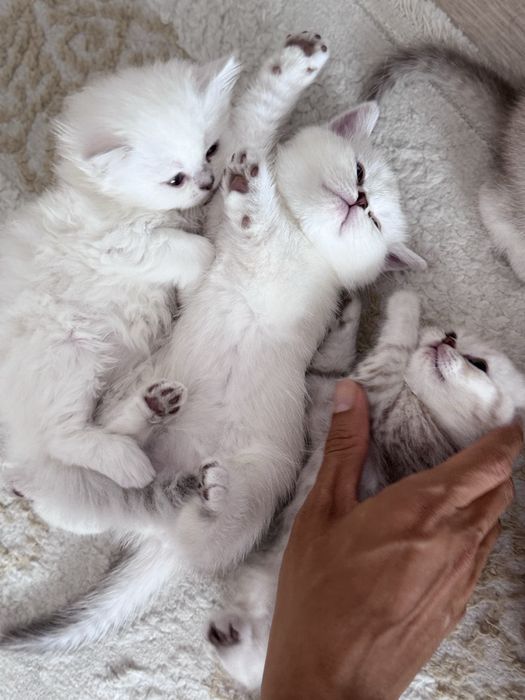 Котятки на продажу