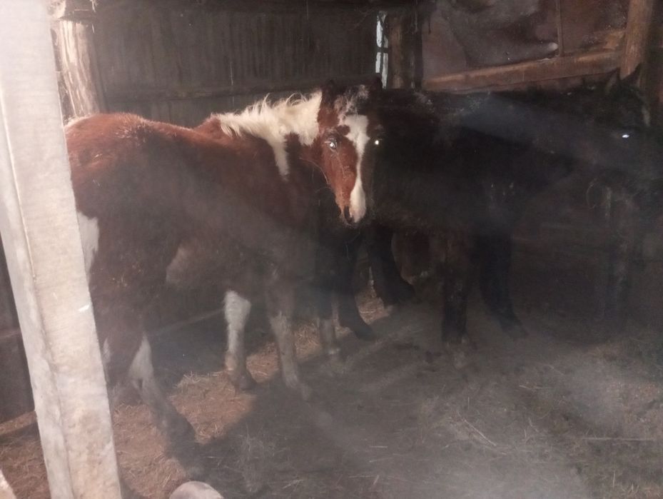 Продам  жеребят!