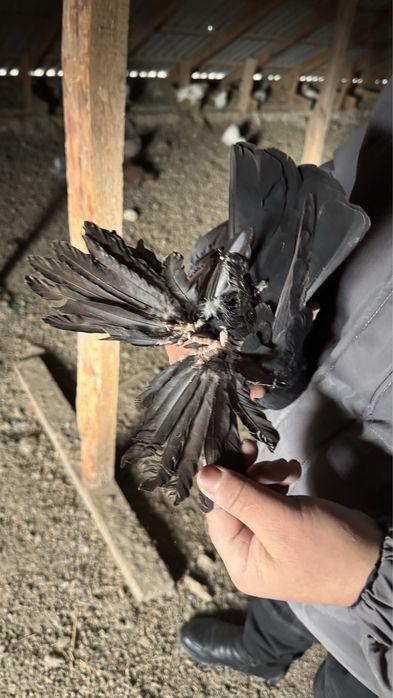 Голубь(кептер)