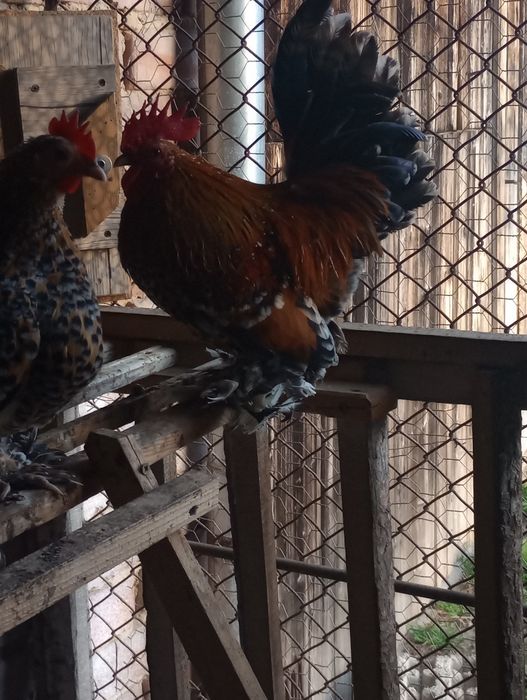 Mii de flori frumoase