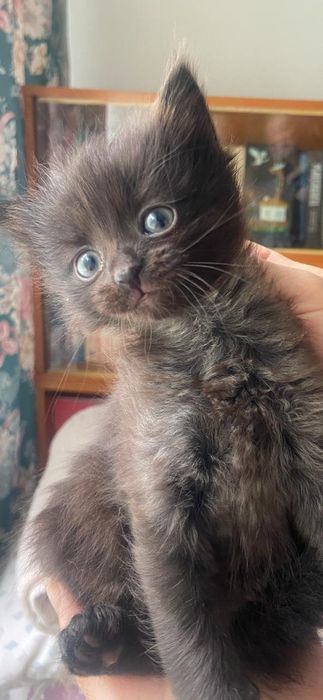 котята маленькие
