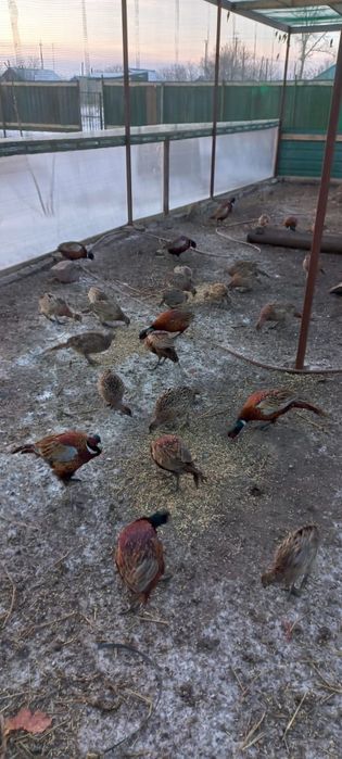 Фазан  охотничий