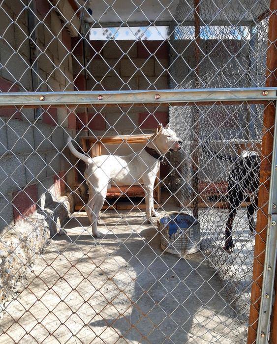 Стаффордширский терьер  вязка