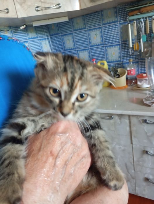 Котята девочки!!