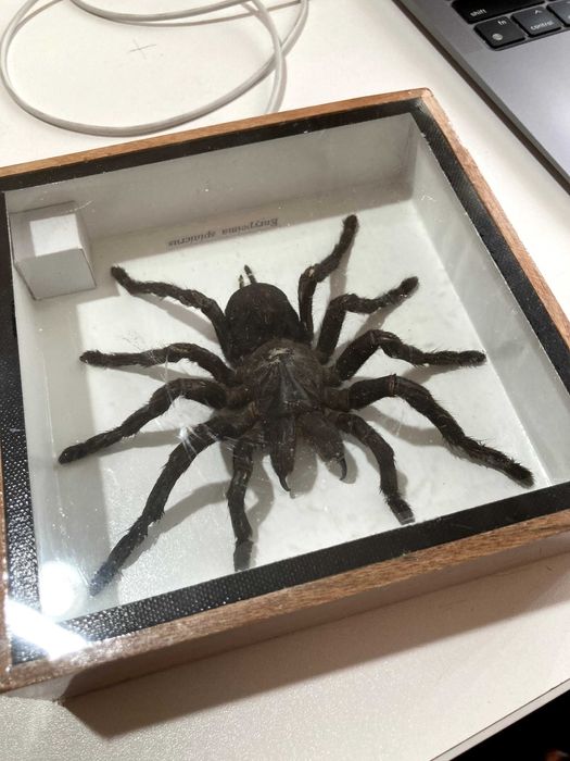 Коллекционный тарантул из Таиланда (экспонат в боксе)