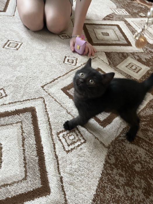 Котенок(девочка)