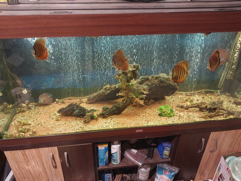 Аквариум 600 литра