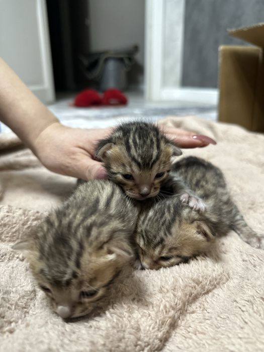 Бронь бенгальских котят