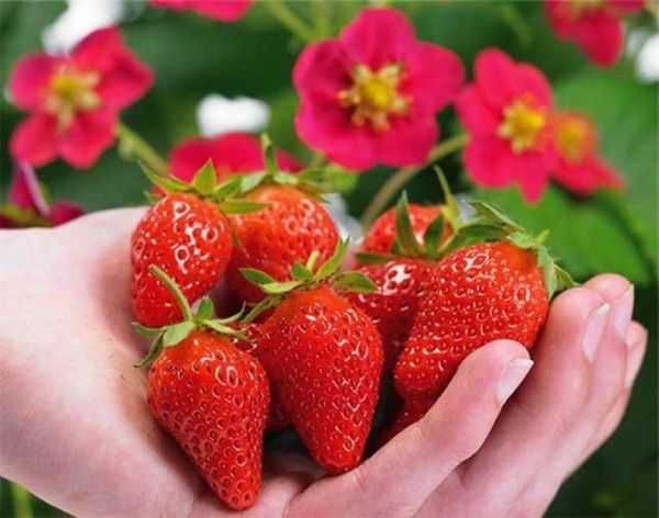 Разсад Ягода  -  Ягоди Налични  25 сорта