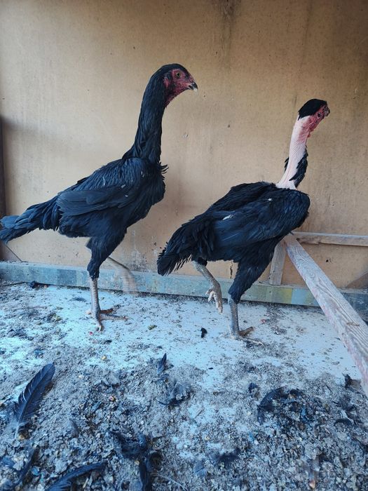 Dakan Jojalar sotilad Madagaskar va Shamo