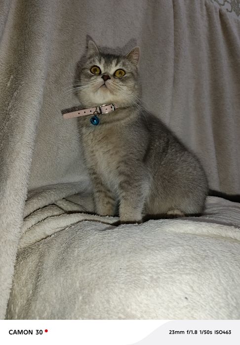 Britanskiy shinshilla