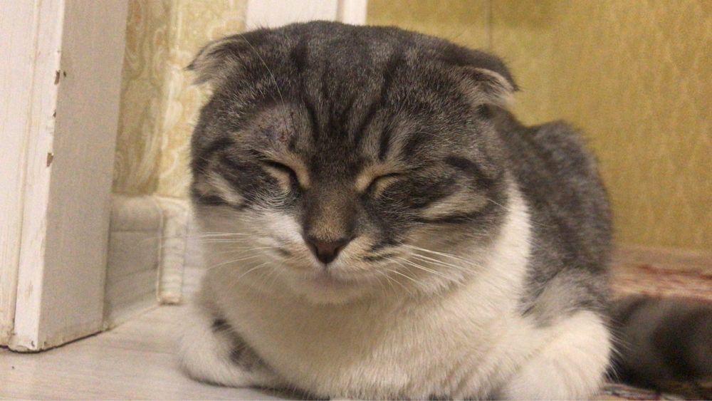 Продаю котенка мяу