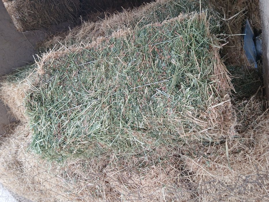 Yorinja kip sotiladi