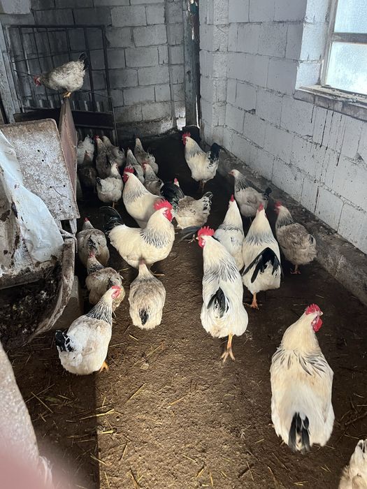 Продаються инкубаторские яица Адлеров