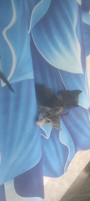 Одам Котята в хорошие руки
