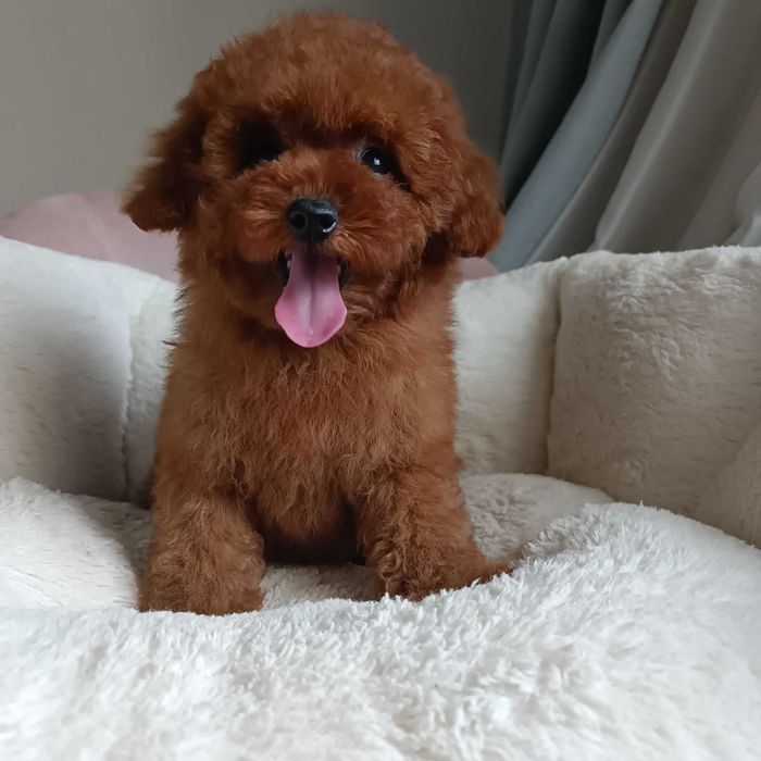 малтипу -момче и момиче