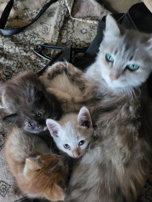 Котята в добрые руки!