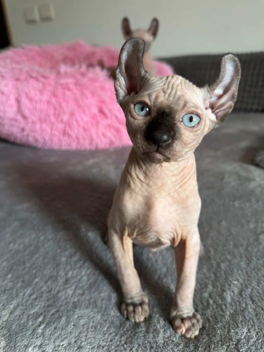 Pui de pisică Sphynx Elf / Canadian Sphynx Născuți la data de 06.03.2026