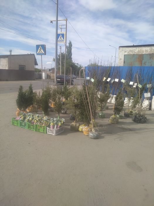 Плодовые деревья