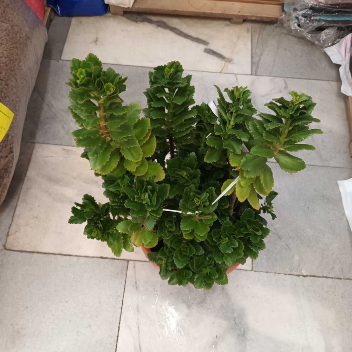 Каланхое 45лв.-80см.