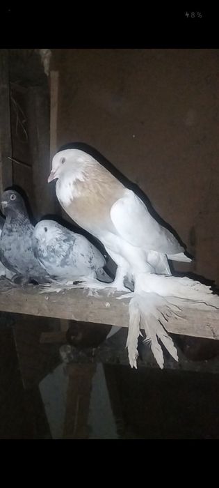 Дутыштар сатылады