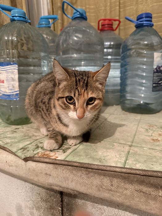 Отдам умных котят в добрые руки