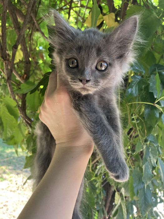 Котик ищет дом. Срочно. Серый