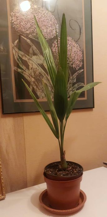 Продам Финиковую пальму