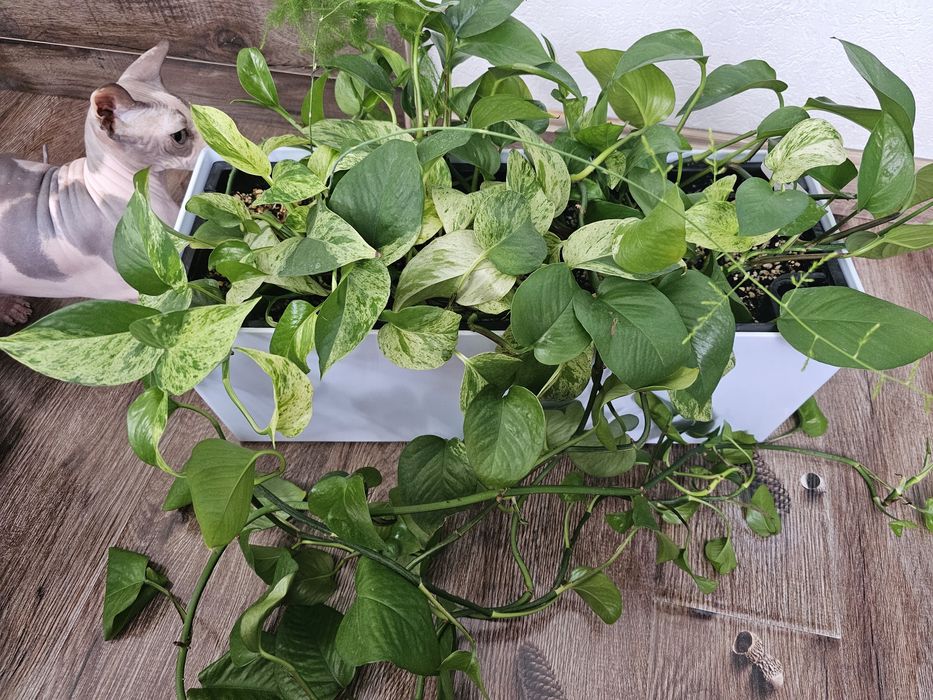 Продаются комнатные растения