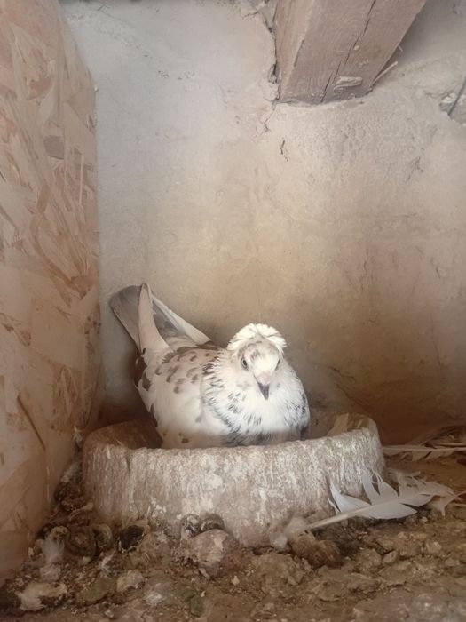 Голуби кептер летно игровие