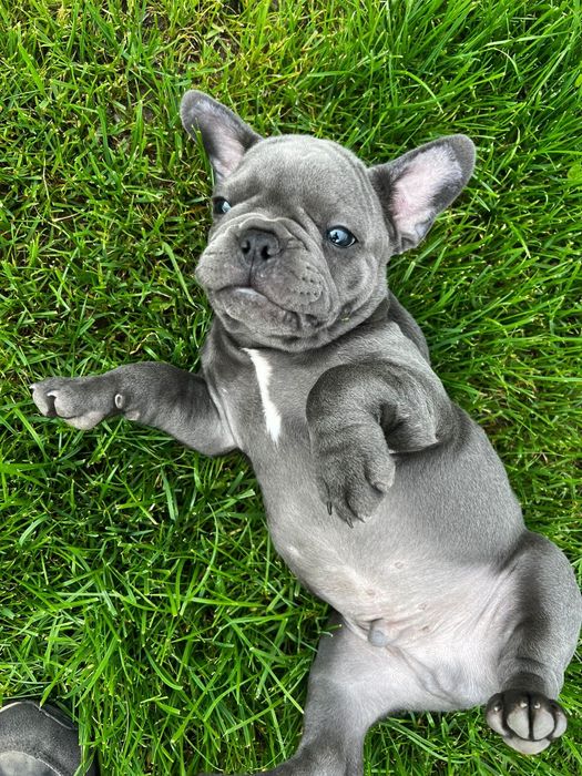 Buldog Francez Baiat