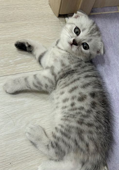 Шотландские котята