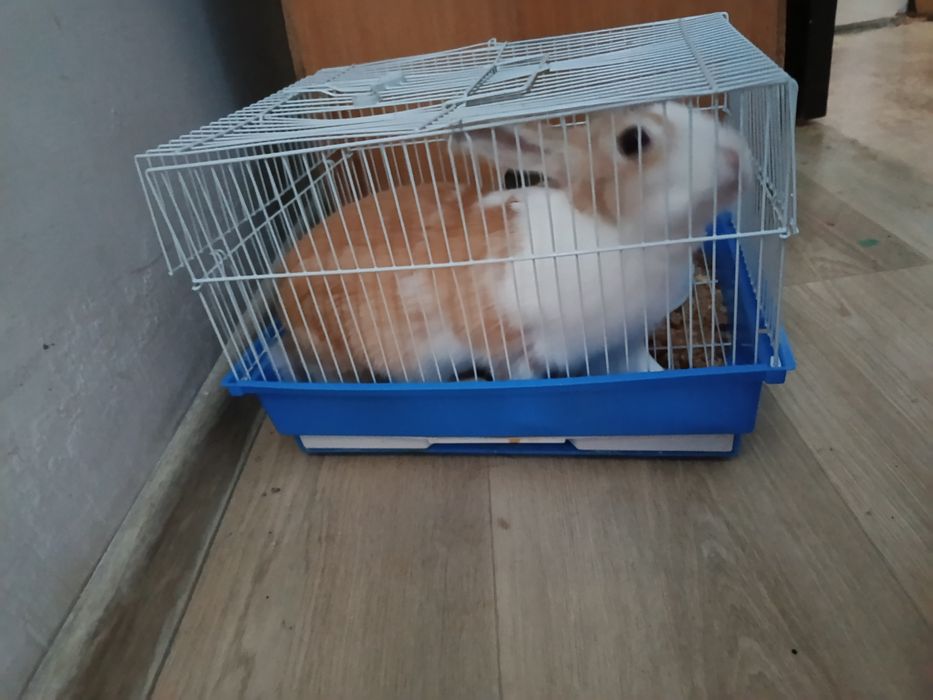 Продам заичик домашный с клеткам