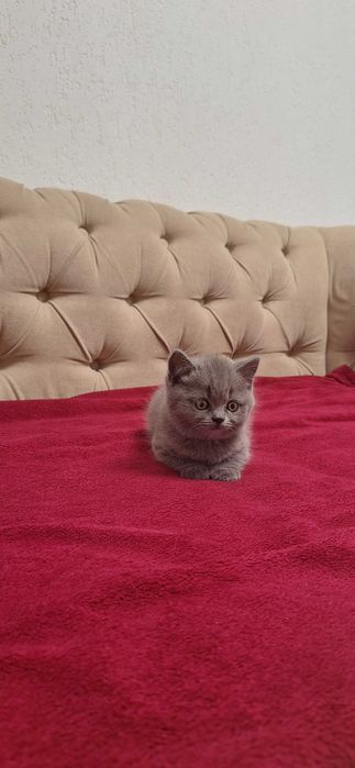 Pisici british american
