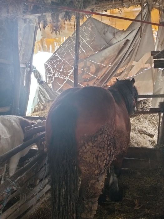 vând cal ardenesc greu românesc preț