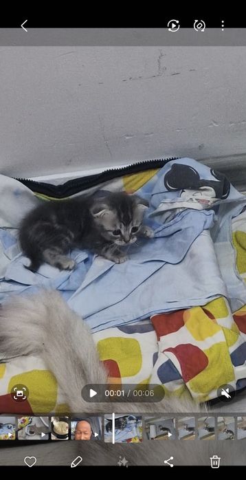 Шотланский  вислоушка мальчик