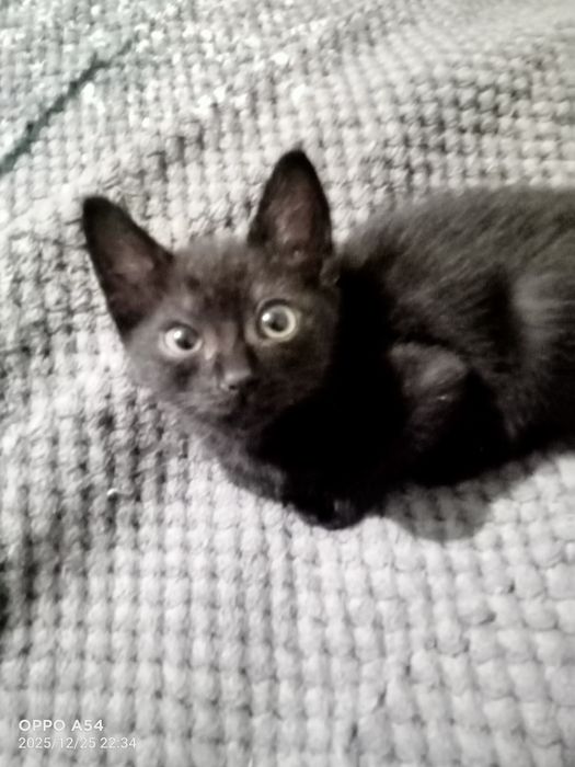 Отдам в добрые руки.