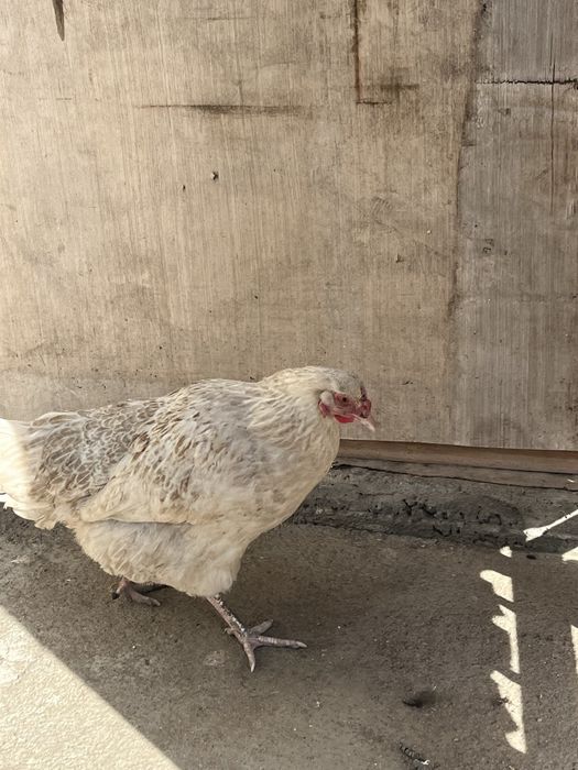 Курица домашнаяя