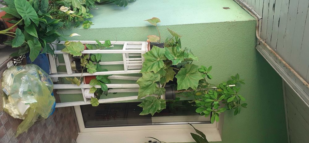 Vand Flori la Ghiveci